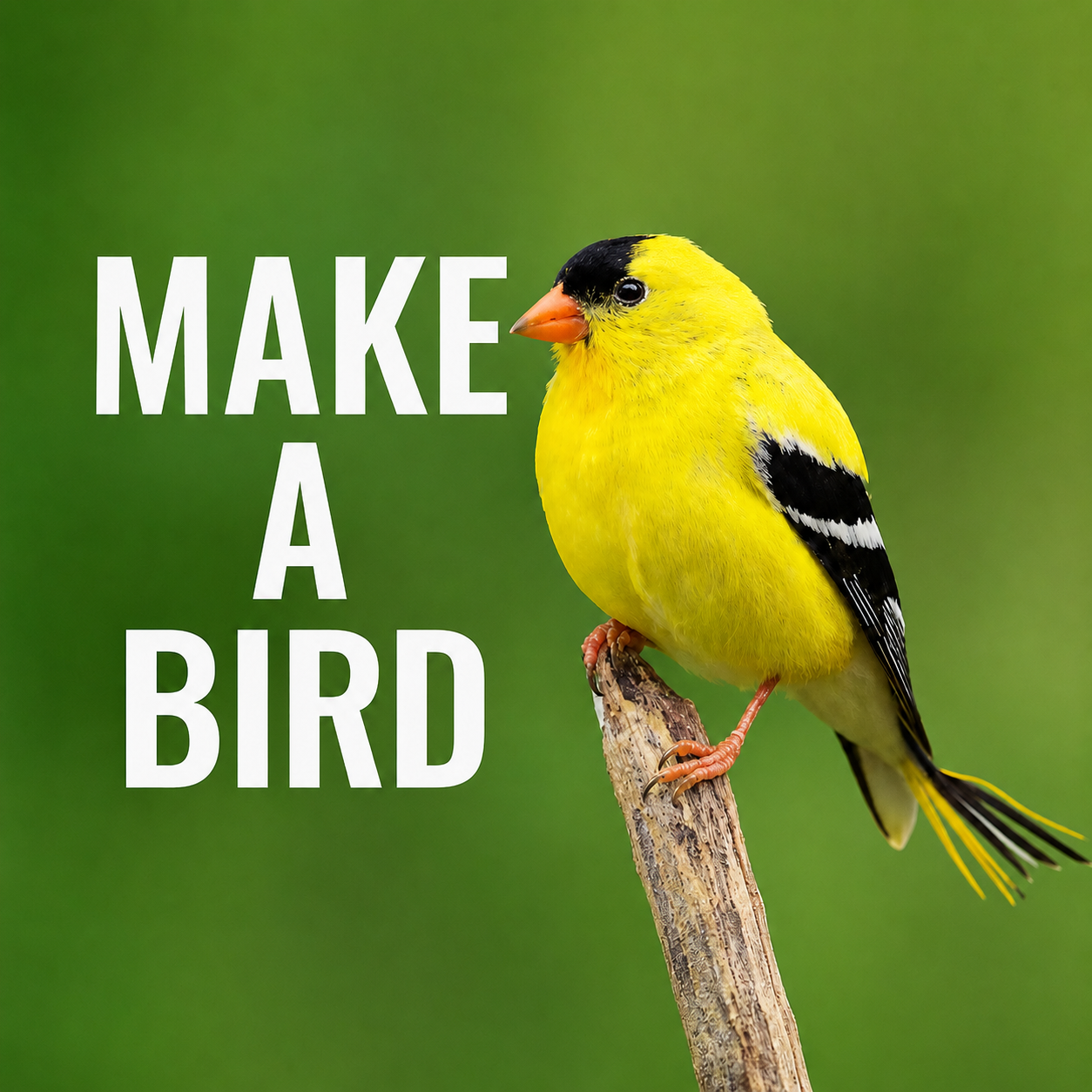 "Make a Bird" Video - Amazon Ecology