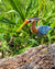 CHAMBIRA BIRDS IN NATURE