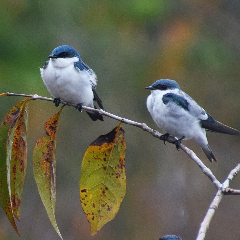 RETURN TO BRILLO NUEVO - DIFFERENT STROKES FOR DIFFERENT SWALLOWS