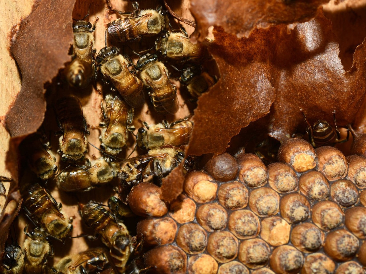 WE HAVE MAIJUNA STINGLESS BEE HONEY IN IQUITOS