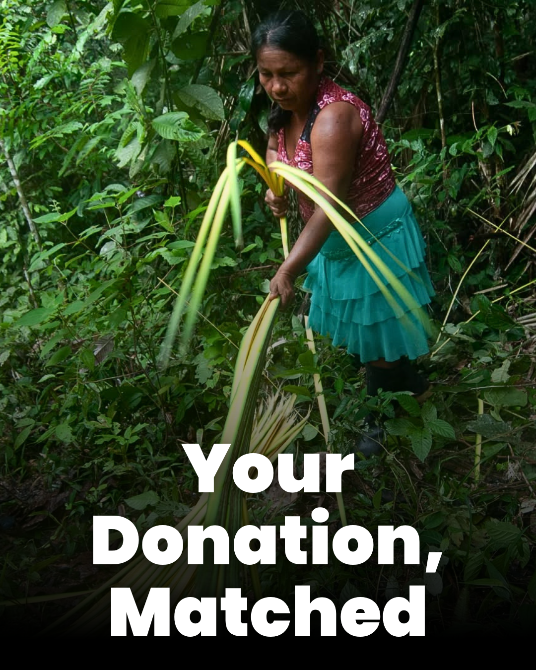 Amazon Ecology