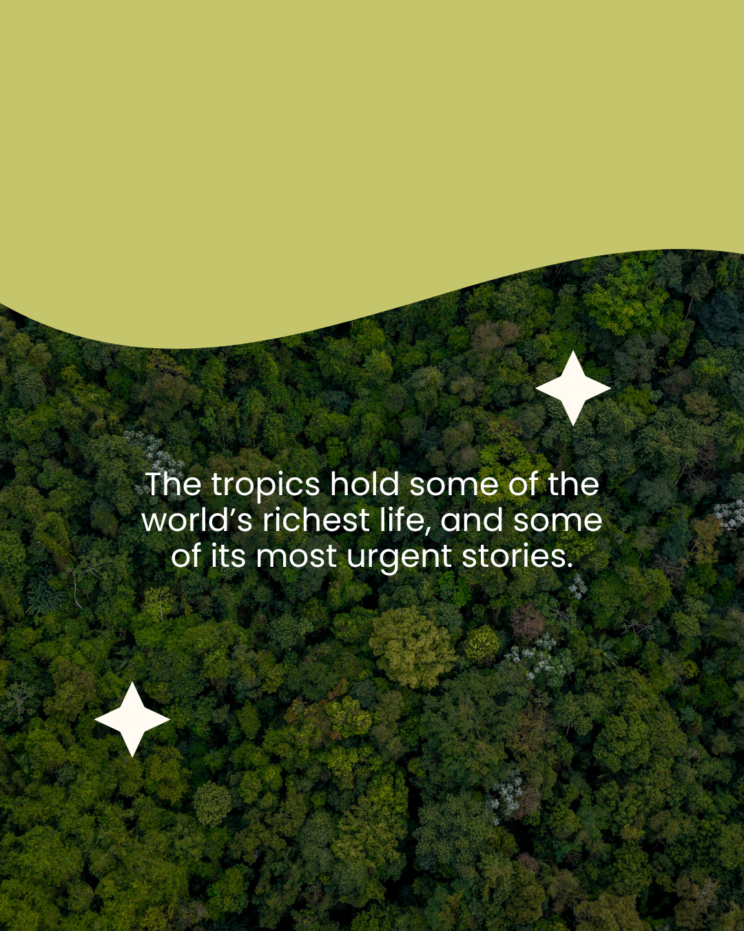 Amazon Ecology