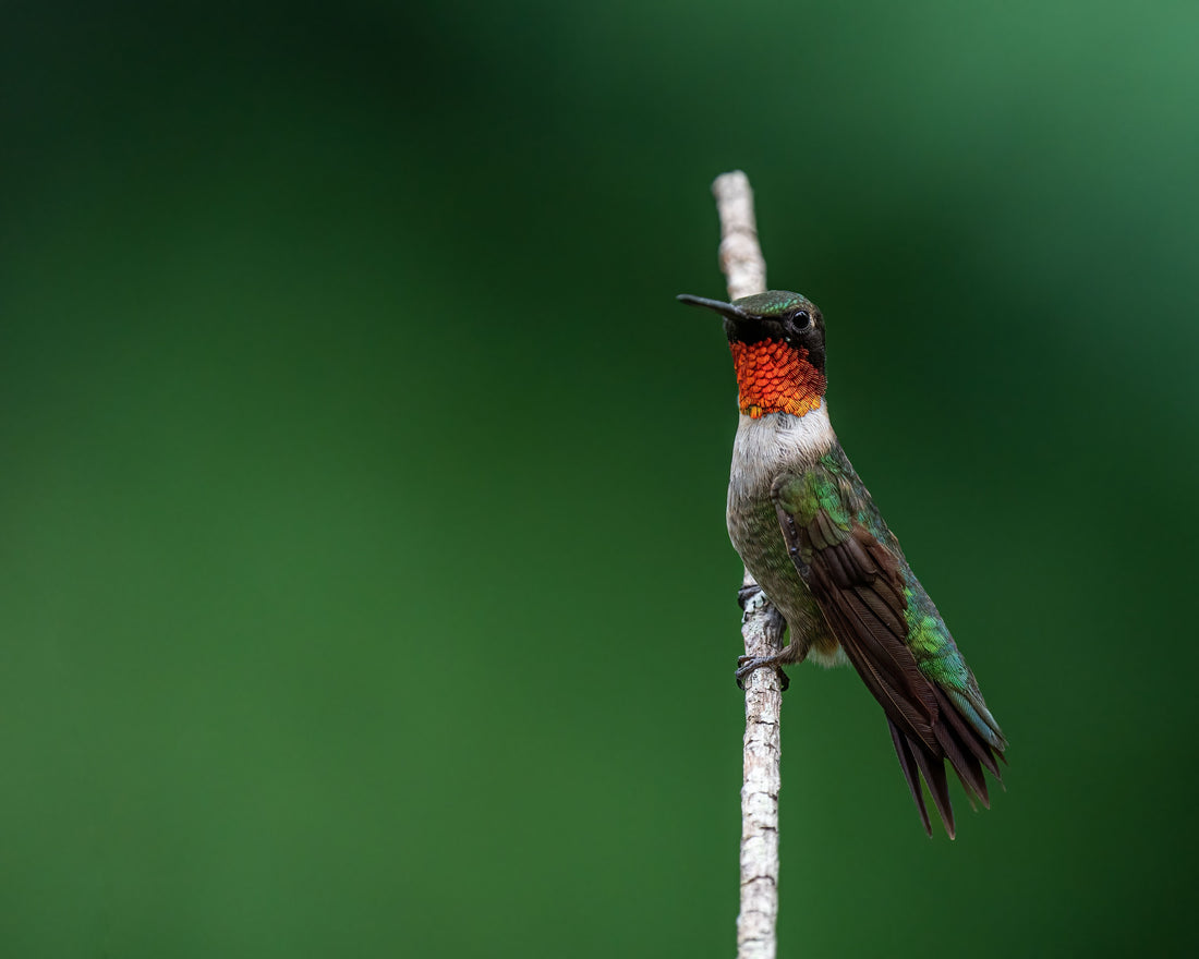 Amazon Ecology